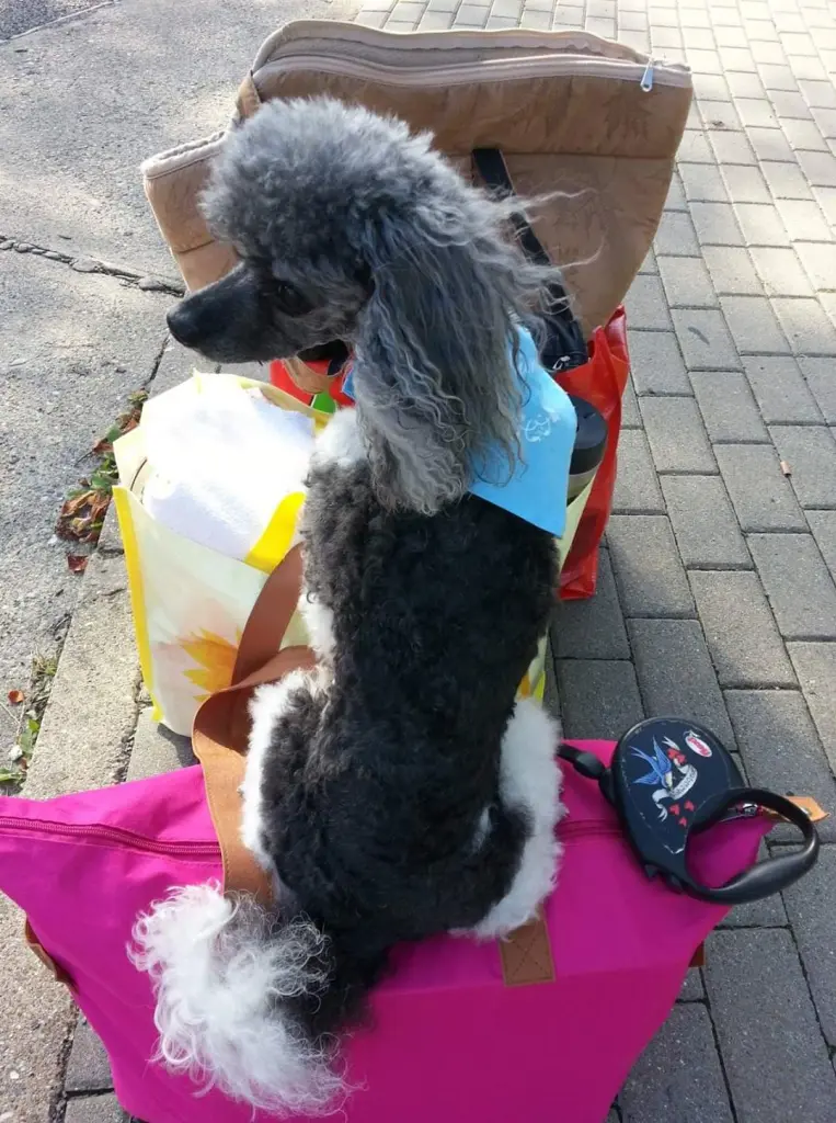 Image from Lady Daisy Gänseblümchen