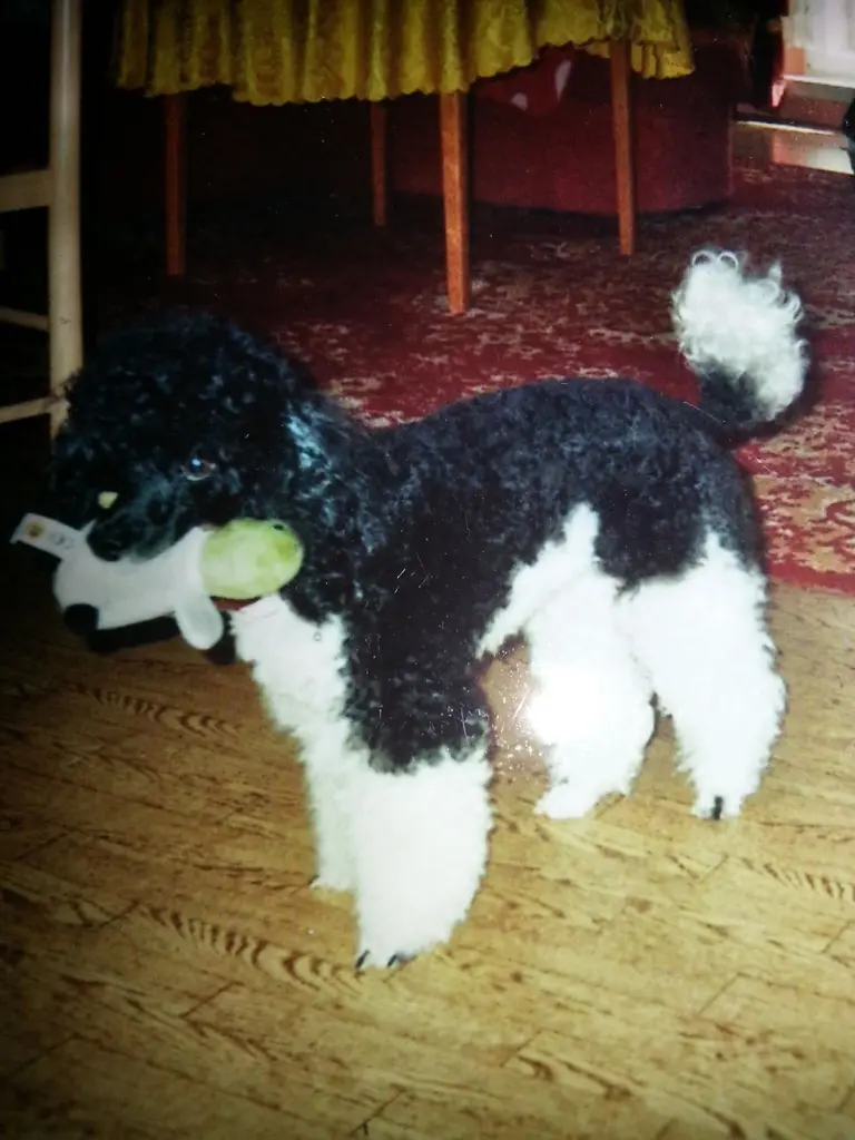 Image from Lady Daisy Gänseblümchen