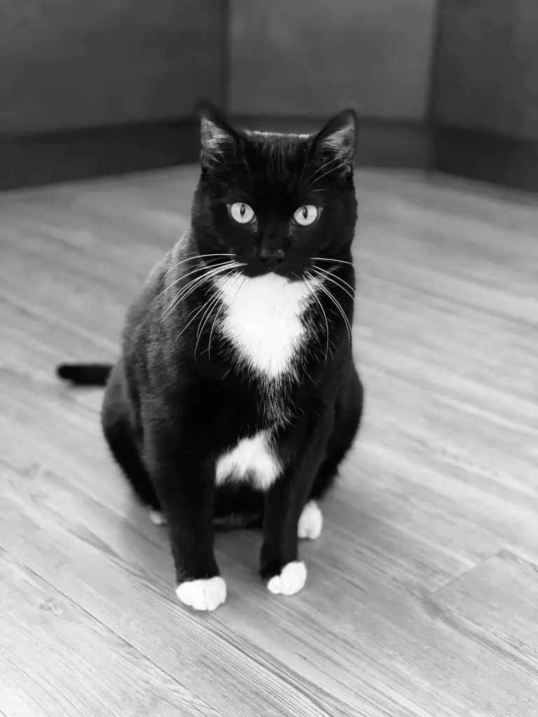 Image from Gizmo