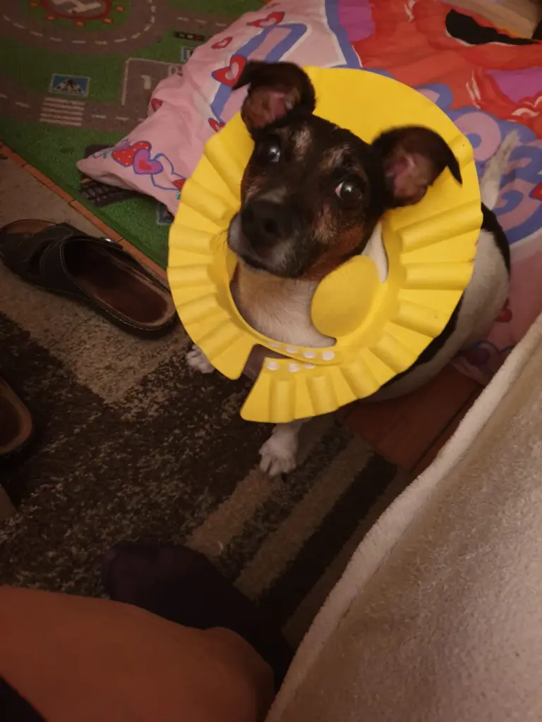 Image from Chico