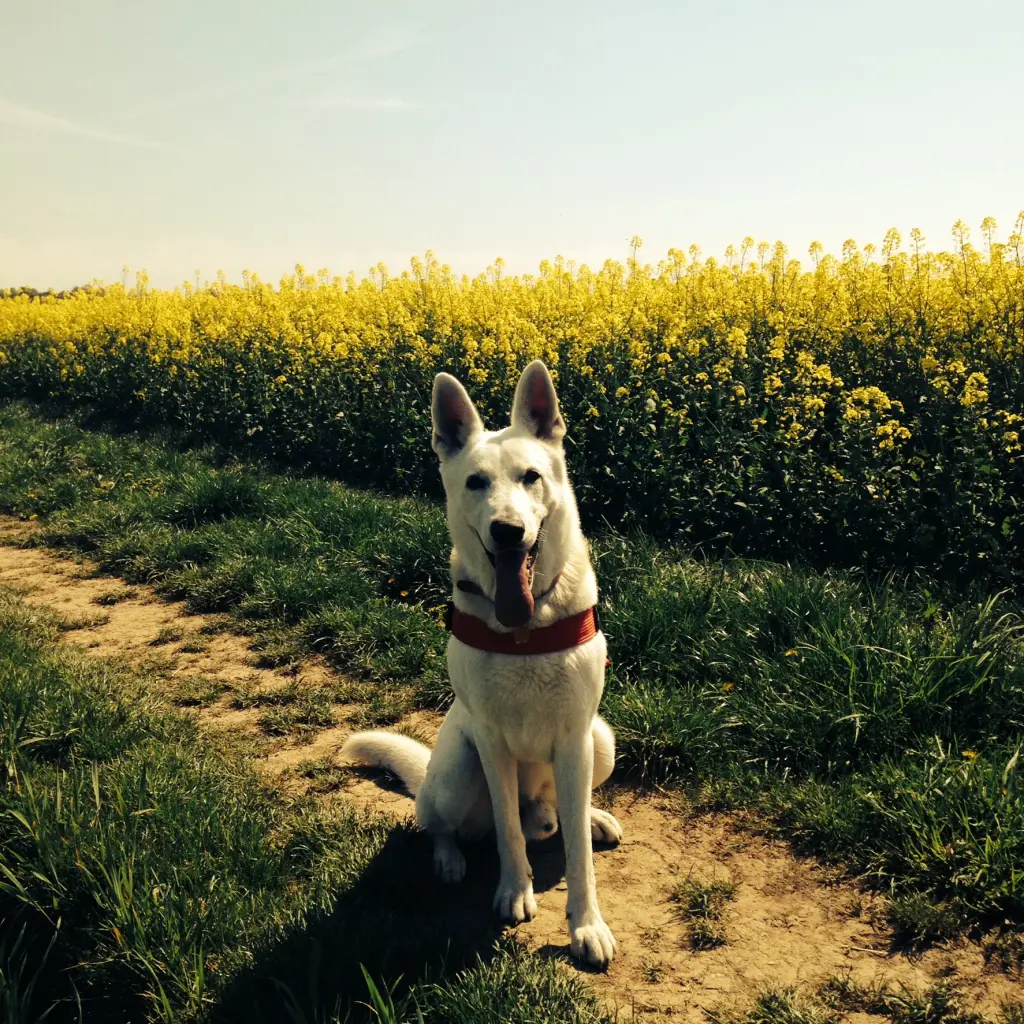Image from Spikey