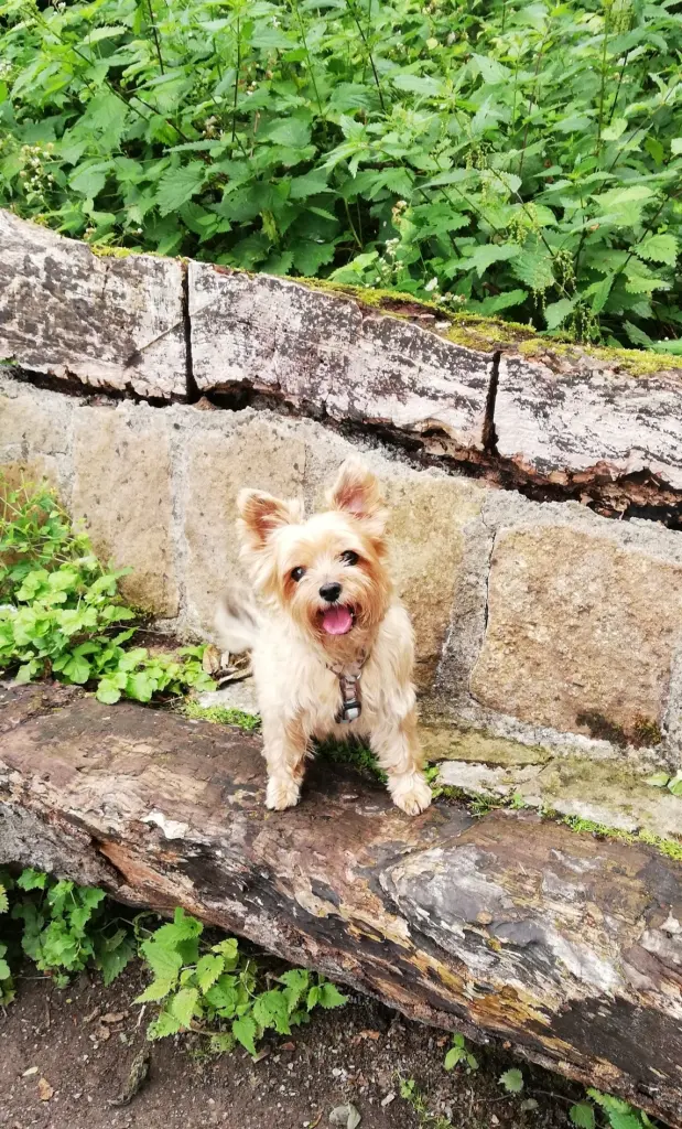Image from Pija