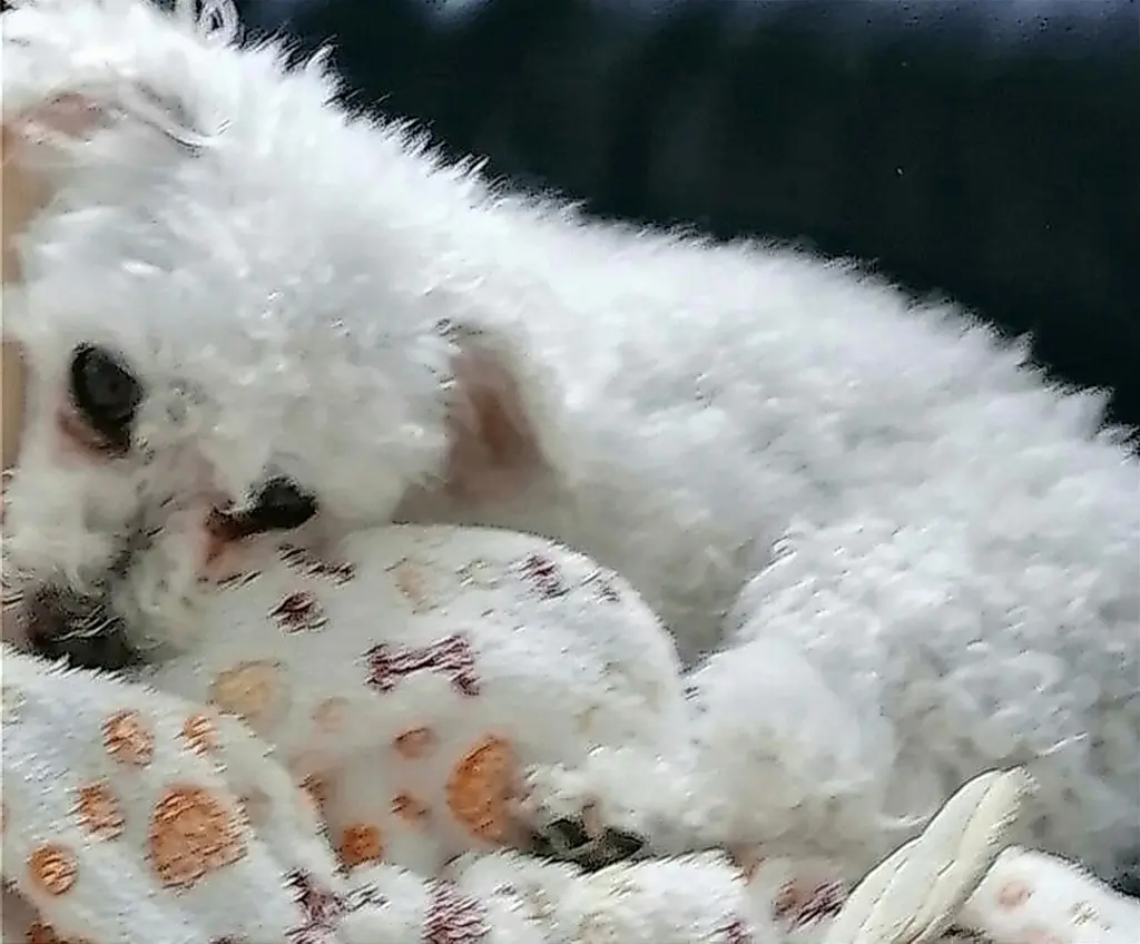 Andachtsbild von Gaby mit ♡☙Snowy☙♡