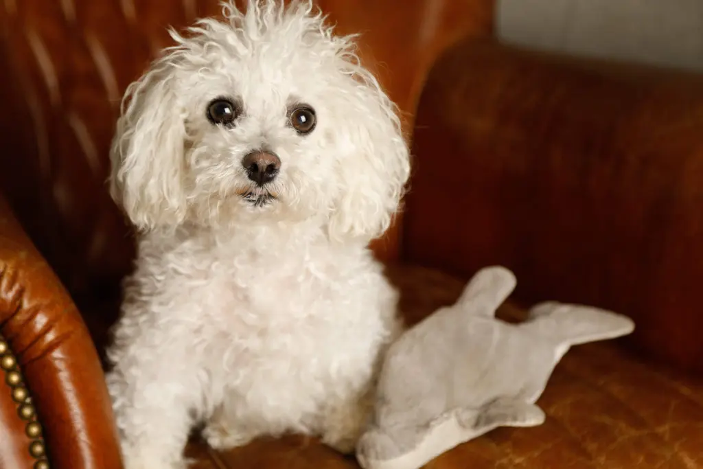 Bild von Benny- Stinki