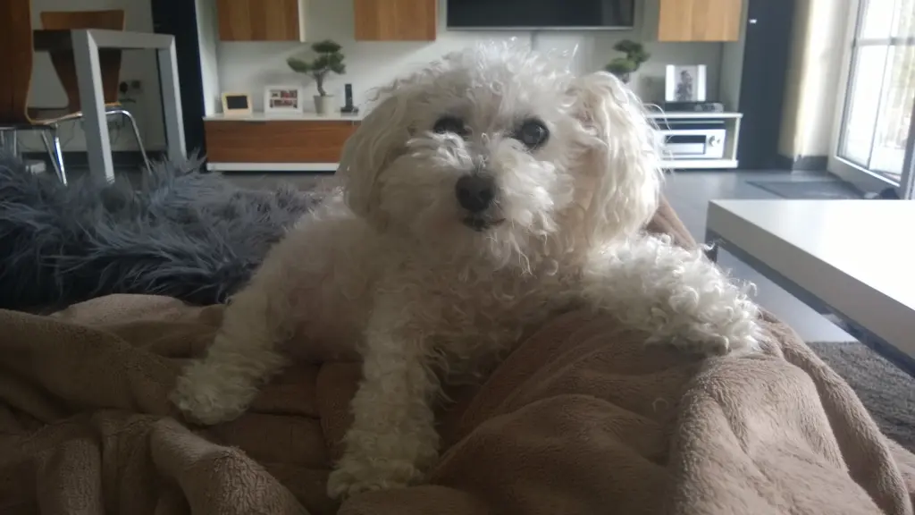 Bild von Benny- Stinki