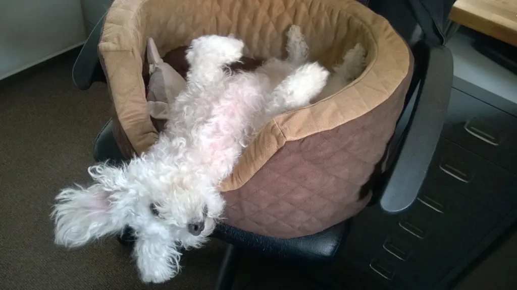 Bild von Benny- Stinki