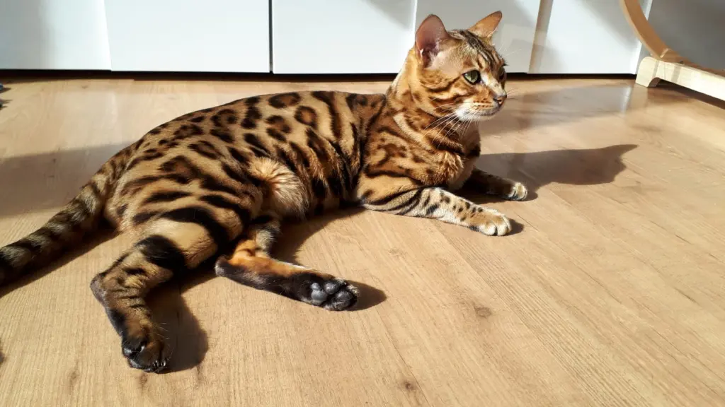 Image from Tiger