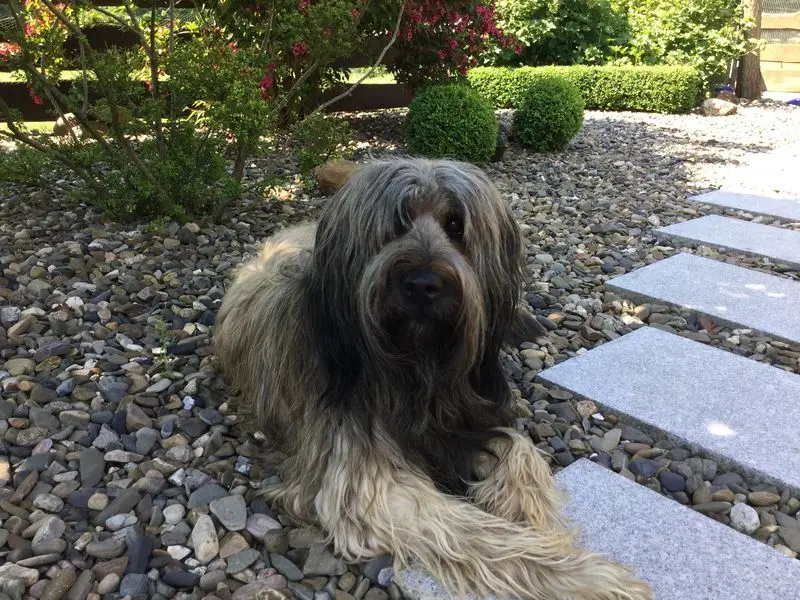 Image from Gismo