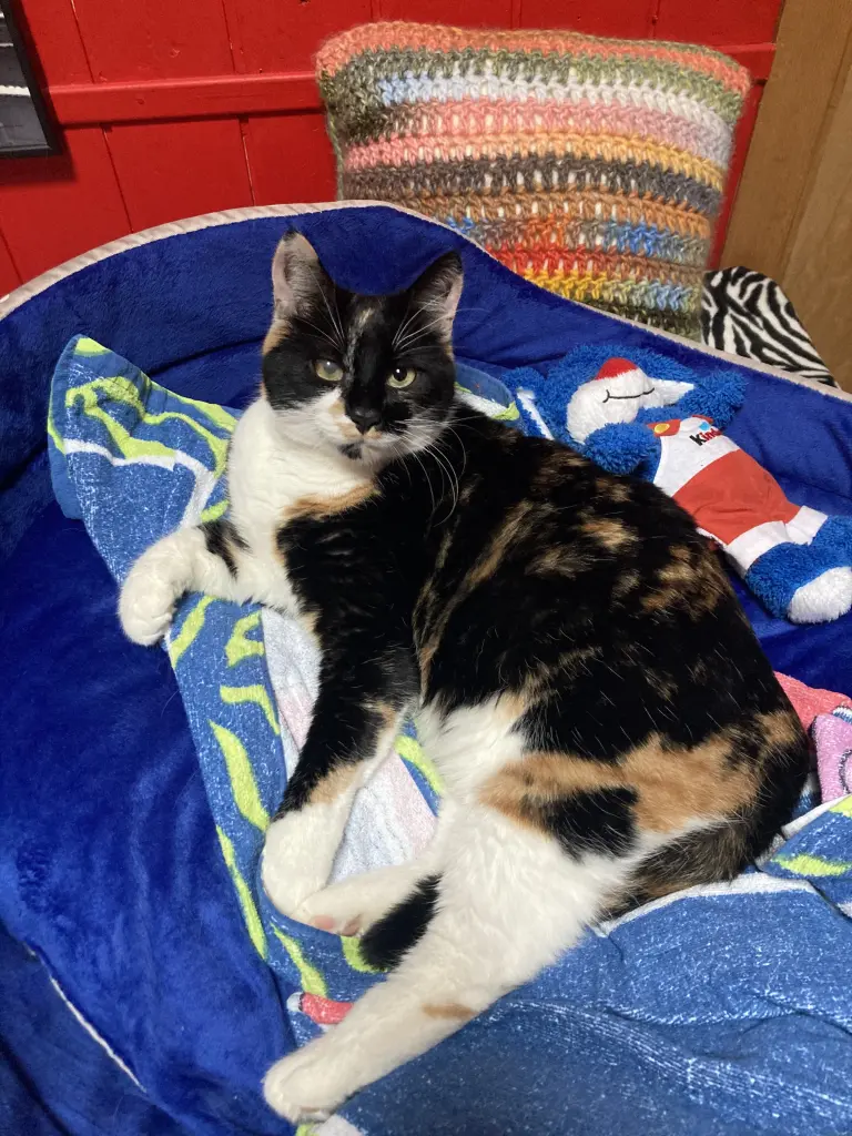 Image from Kitty 