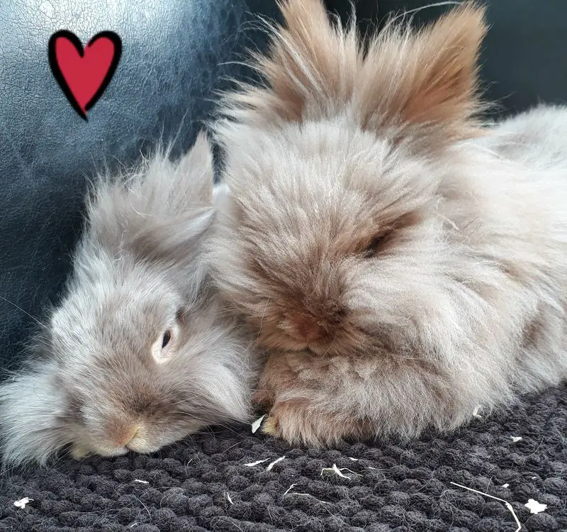 Condolence image of Doris & Engel