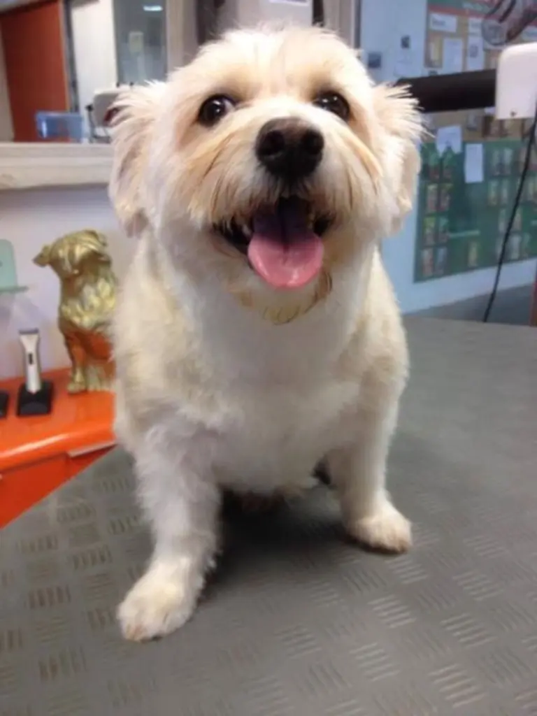 Andachtsbild von Mircea und Yanca