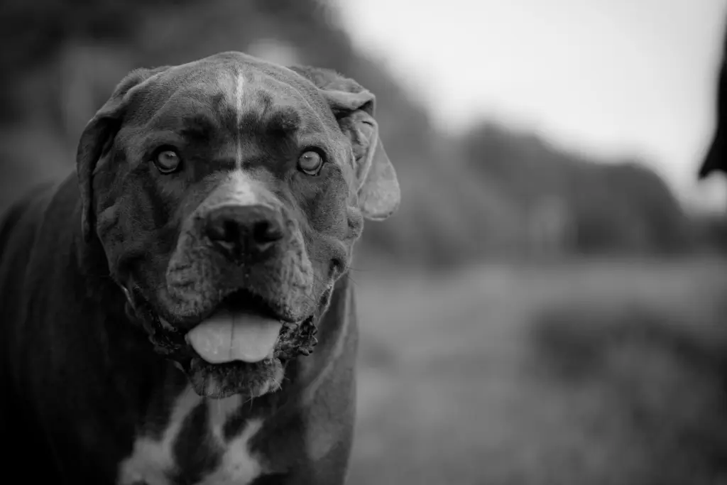 Bild von Apollo