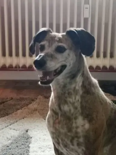 Condolence image of Ingeborg Hook
