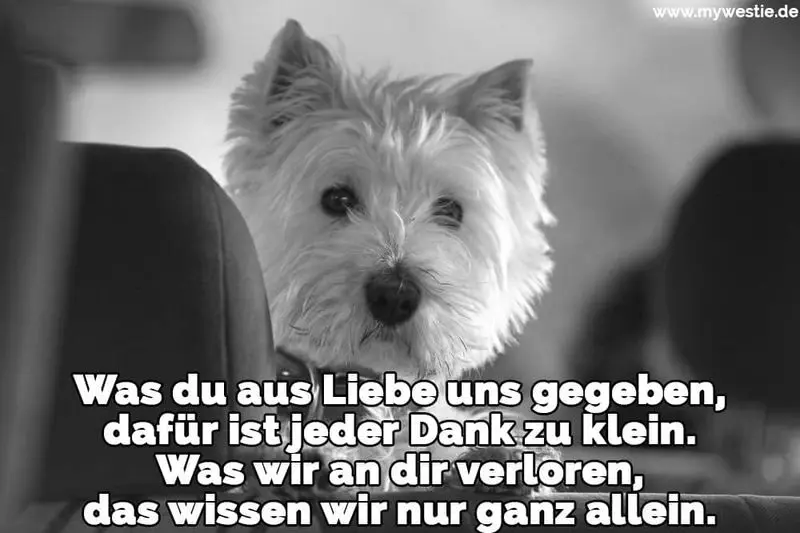 Condolence image of Katrin und Katzi im ❤️
