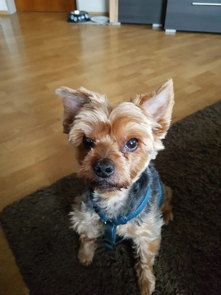 Image from Oskar