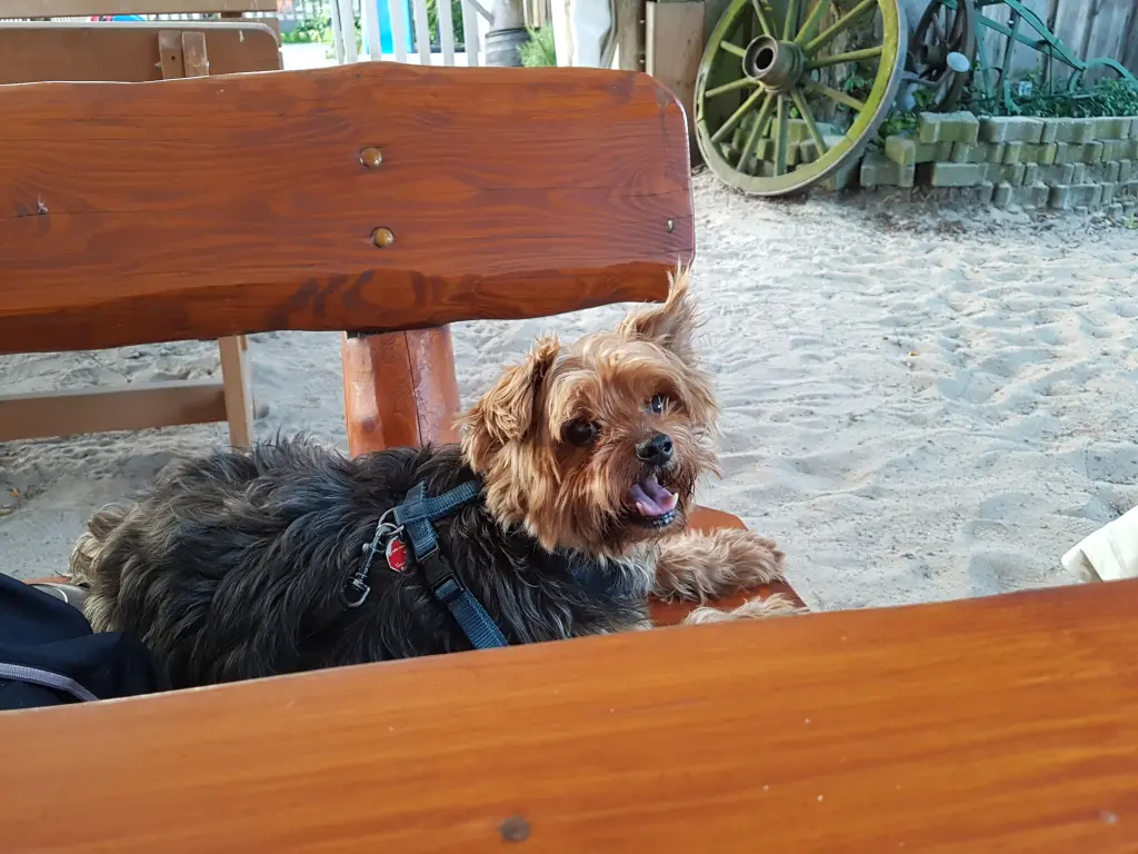 Image from Oskar