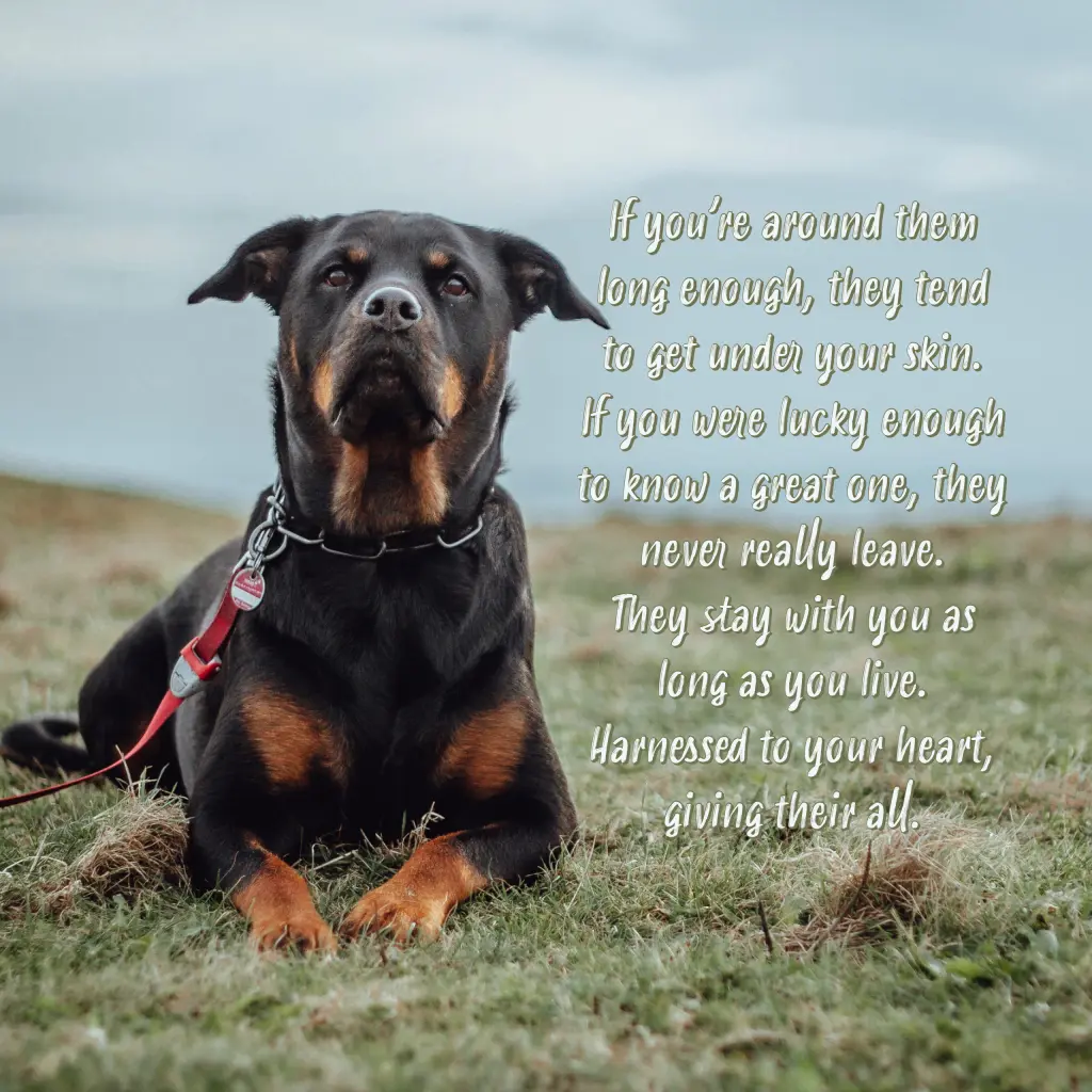 Image from Mini