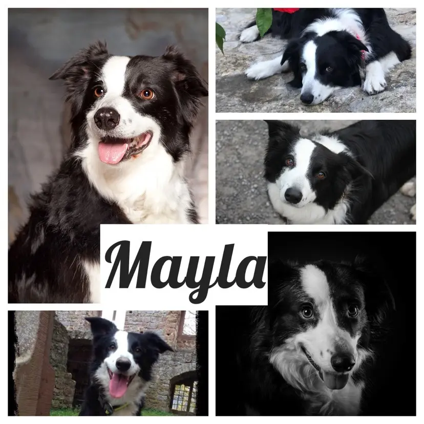 Image from Mayla