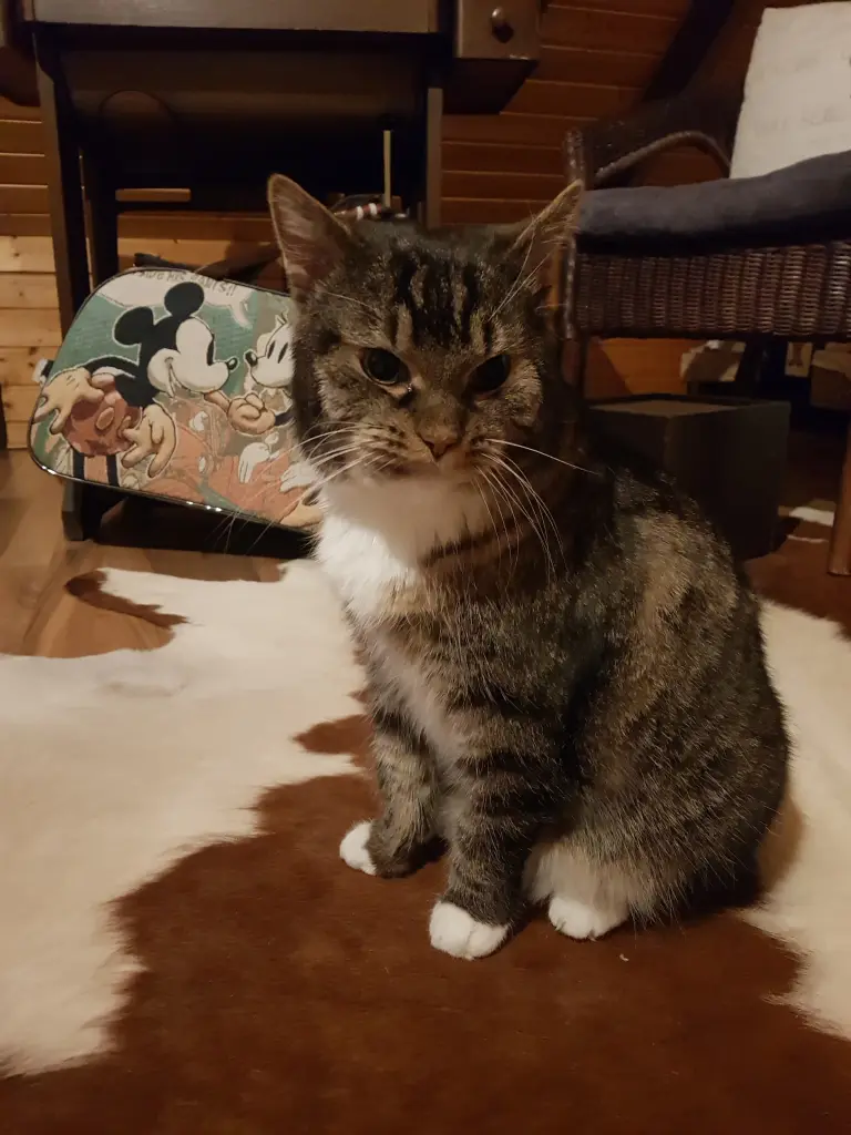 Condolence image of Kerstin und Schnuppe ????