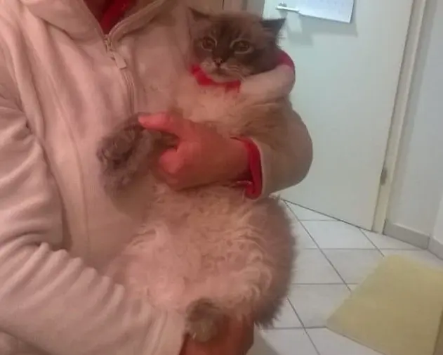 Condolence image of Corinna mit Emma(gest.14.7.2019), Pummelchen und anderen Sternleine im Herzen