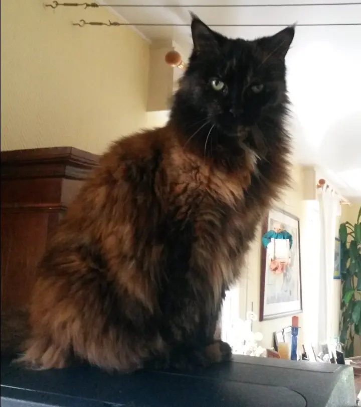 Condolence image of Corinna ❤️