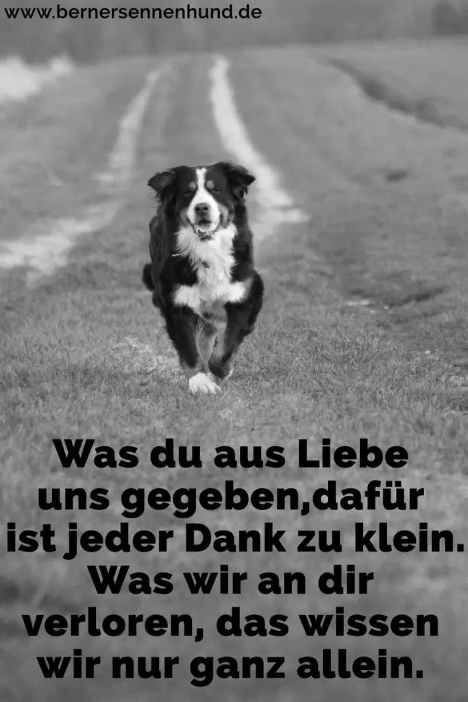 Condolence image of Katrin und Katzi im ❤️