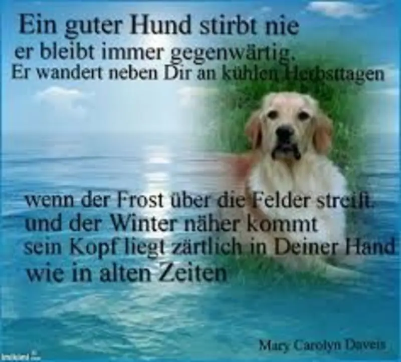 Condolence image of Katrin und Katzi im ❤️