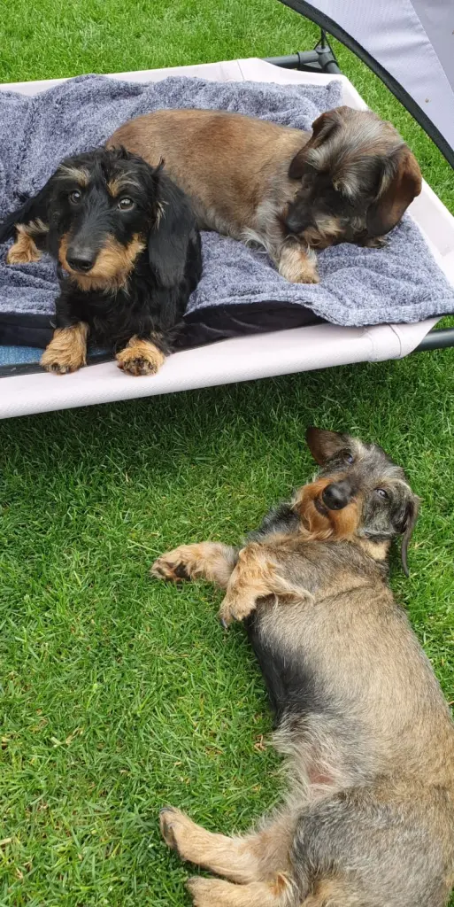 Andachtsbild von Unbekannt