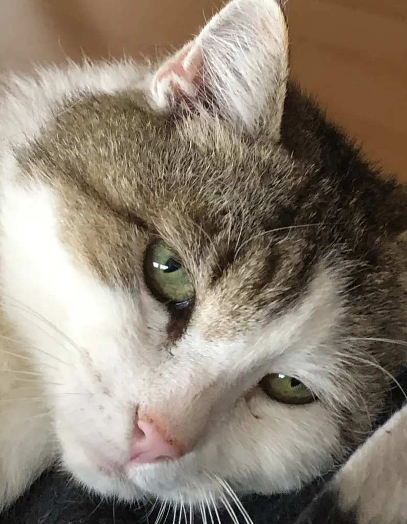 Image from Findus