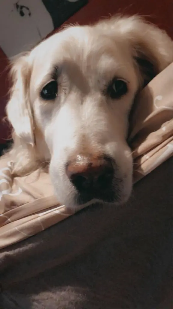 Image from Marley