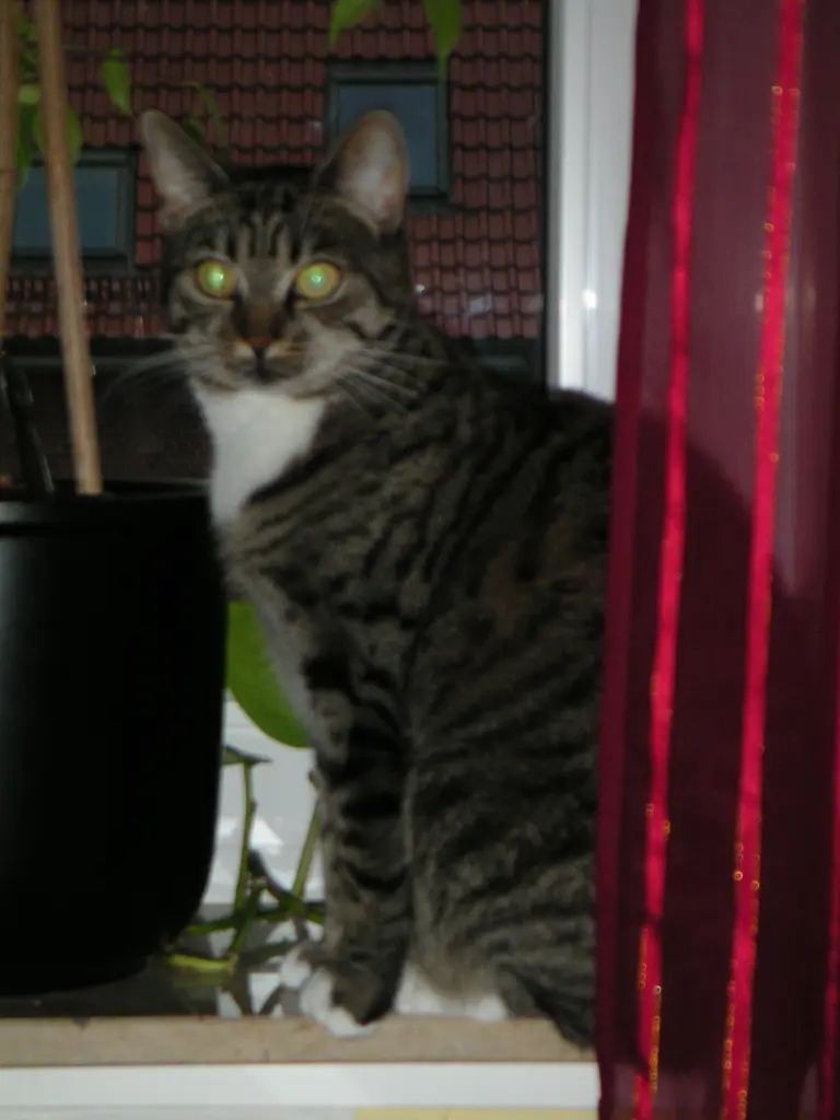 Andachtsbild von Nadine