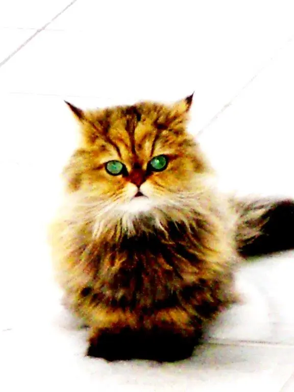 Image from Tinkerbell