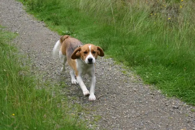 Bild von Gismo