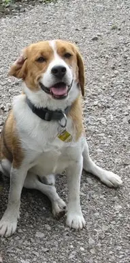 Bild von Gismo