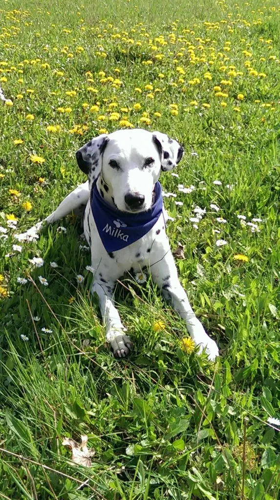 Image from Milka