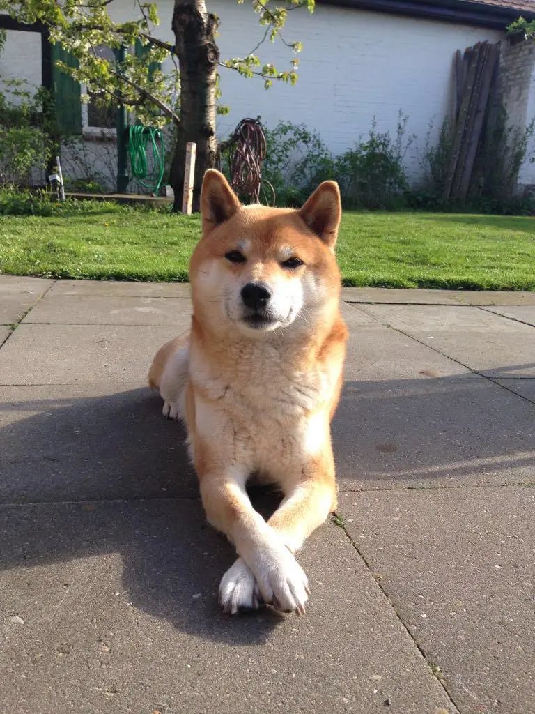 Image from Okami