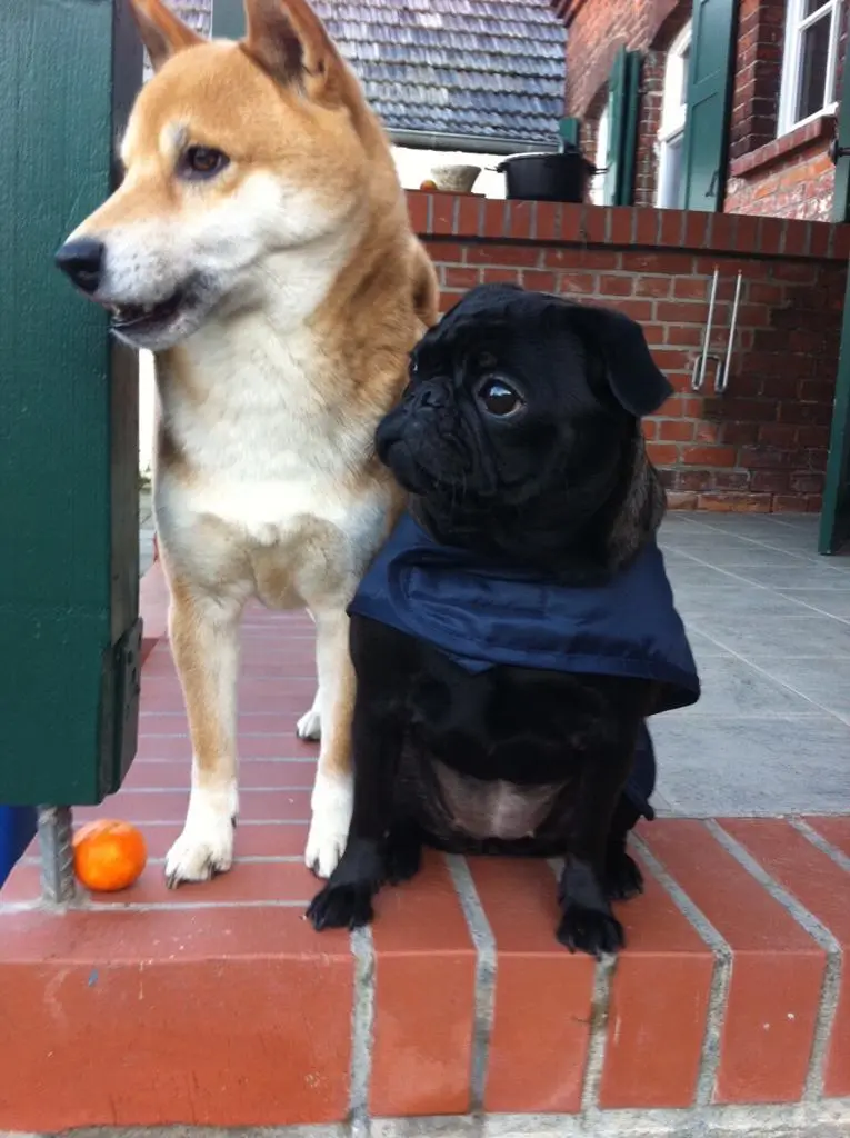 Image from Okami