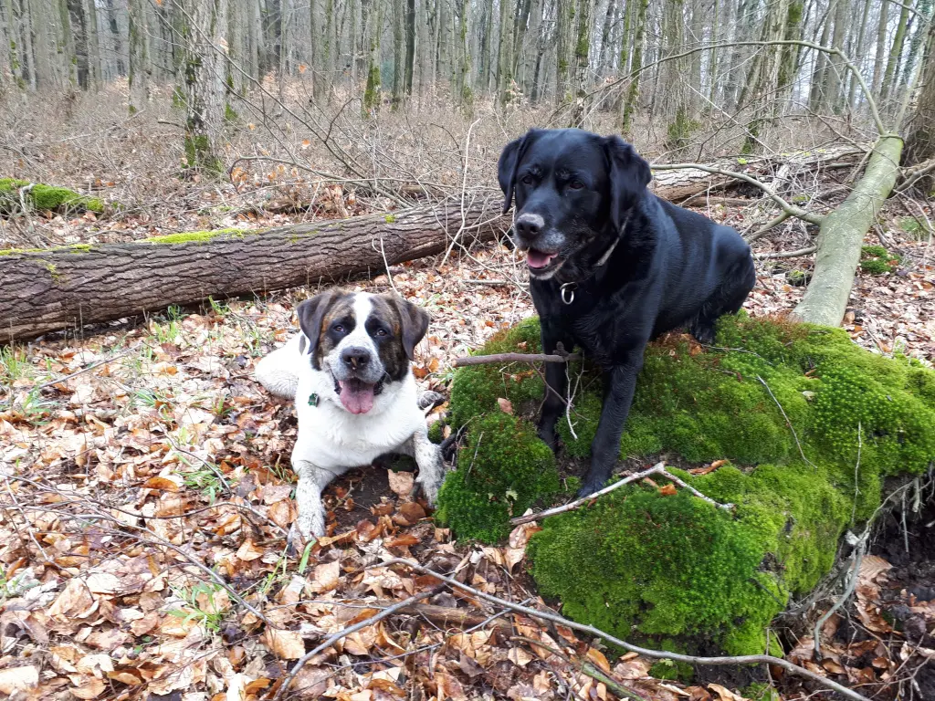 Image from Pumba