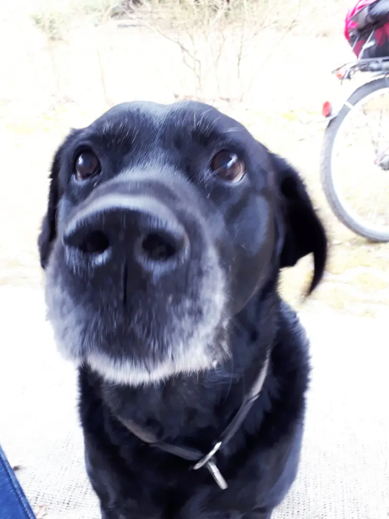 Image from Pumba