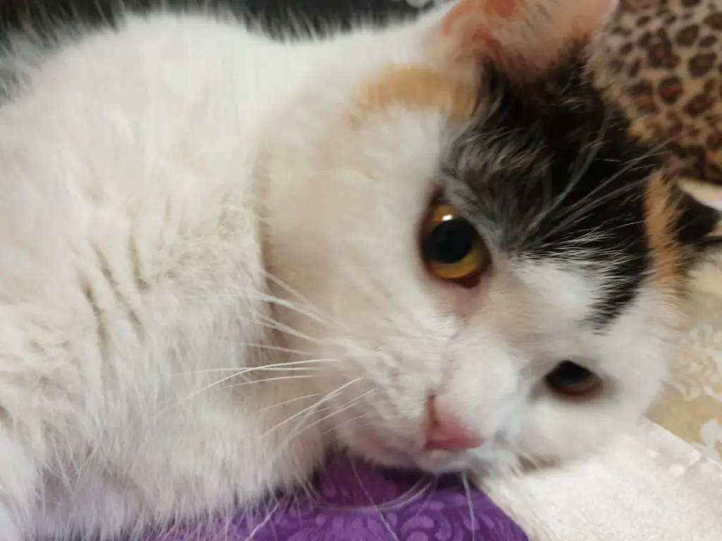Image from Kitty