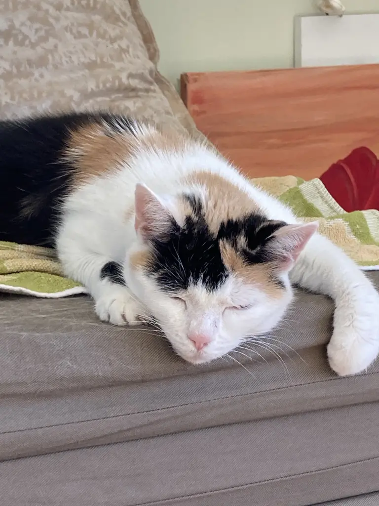Image from Kitty
