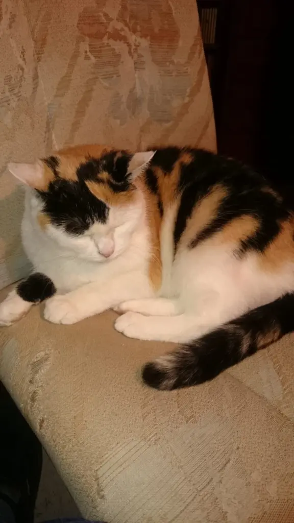 Image from Kitty