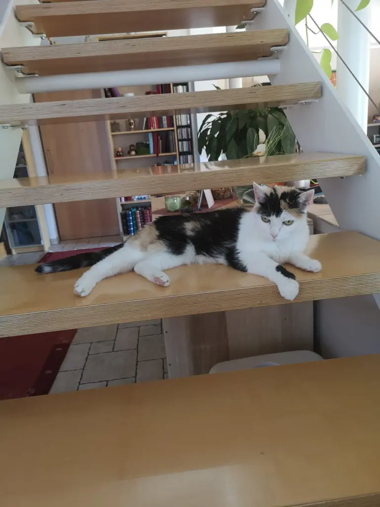 Image from Kitty