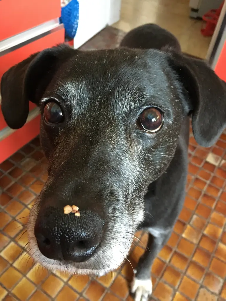 Image from Smokey