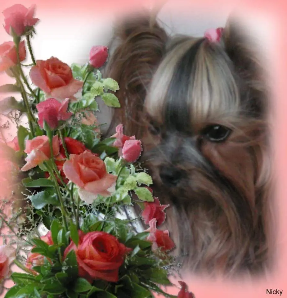 Condolence image of Ilona