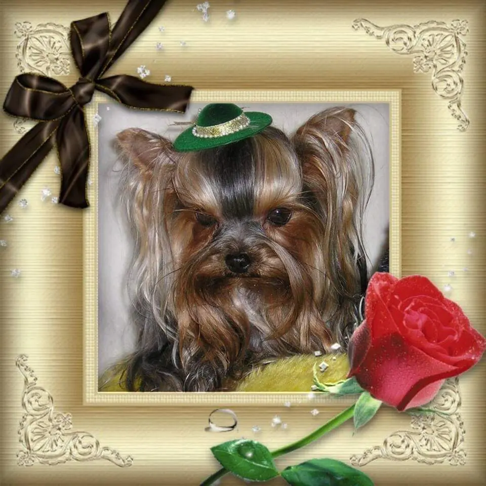 Condolence image of Ilona