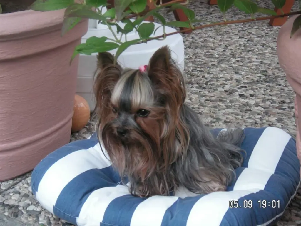 Condolence image of Ilona