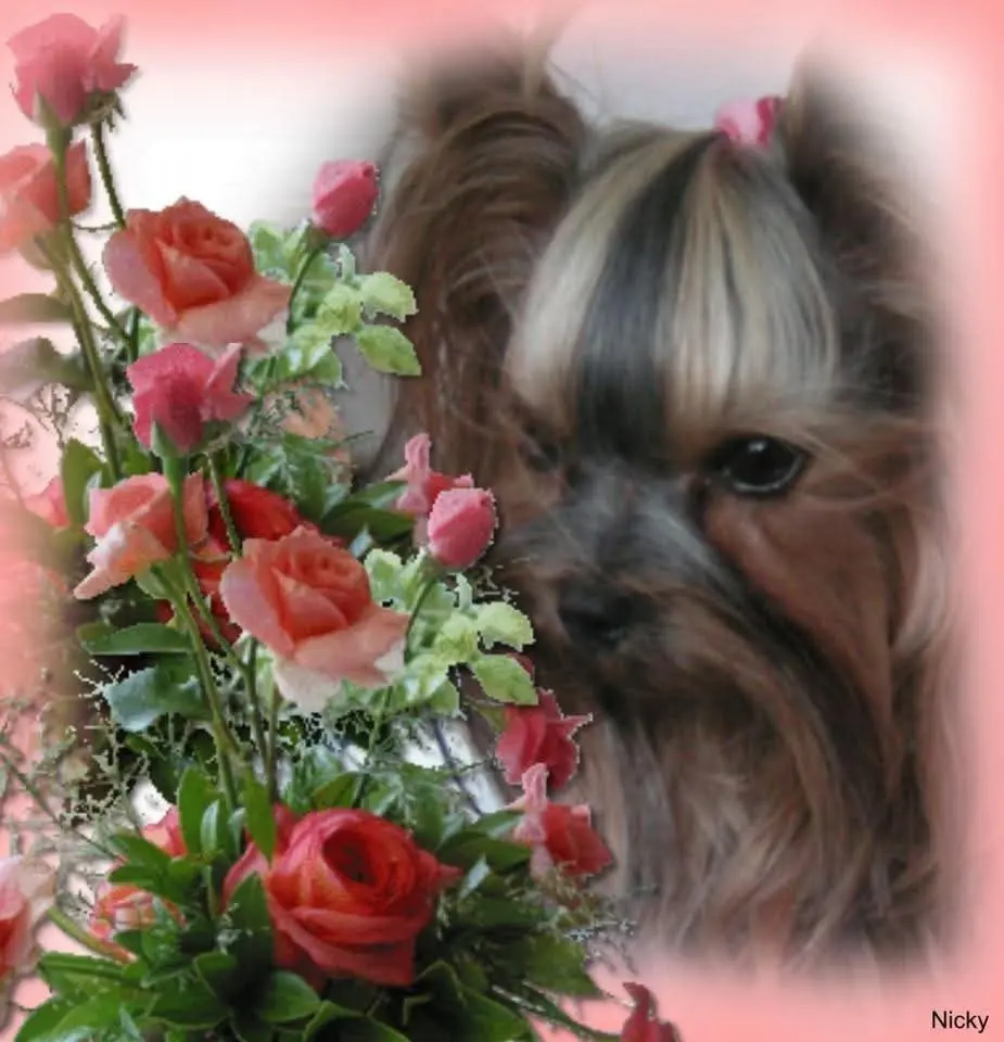 Condolence image of Ilona