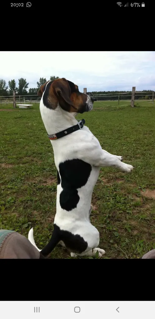 Image from Elvis