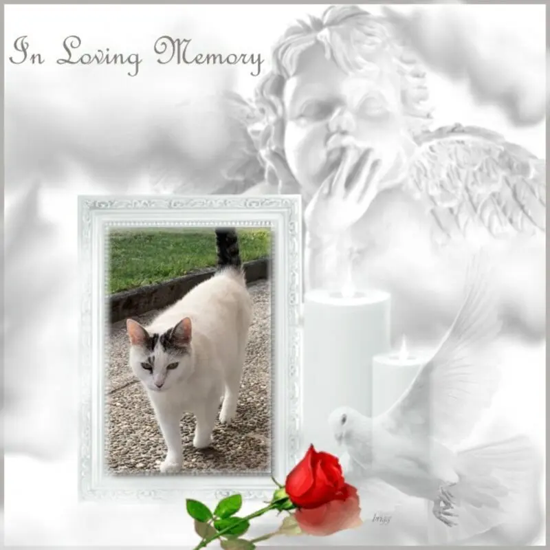 Condolence image of Fur Tassilolein❤️